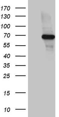 FUBP3 Antibody