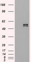 FUBP3 Antibody