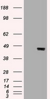 FUBP3 Antibody