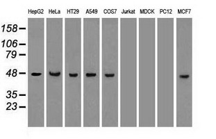 FUBP3 Antibody