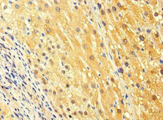 FUOM Antibody