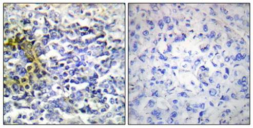 FXR2 Antibody