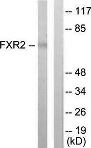 FXR2 Antibody