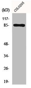 FYB1 Antibody
