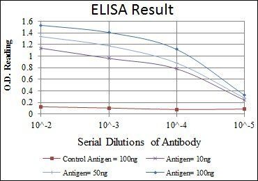 FYN Antibody