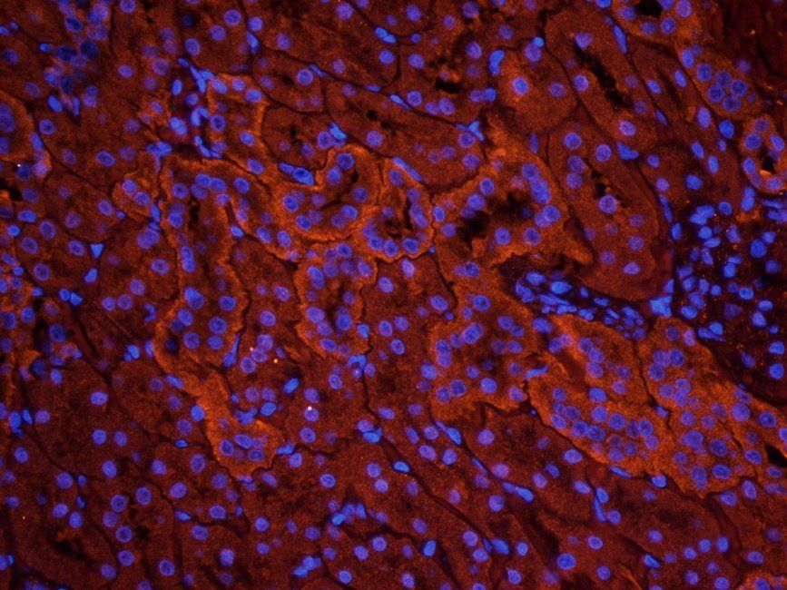 FZD9 Rabbit Polyclonal Antibody