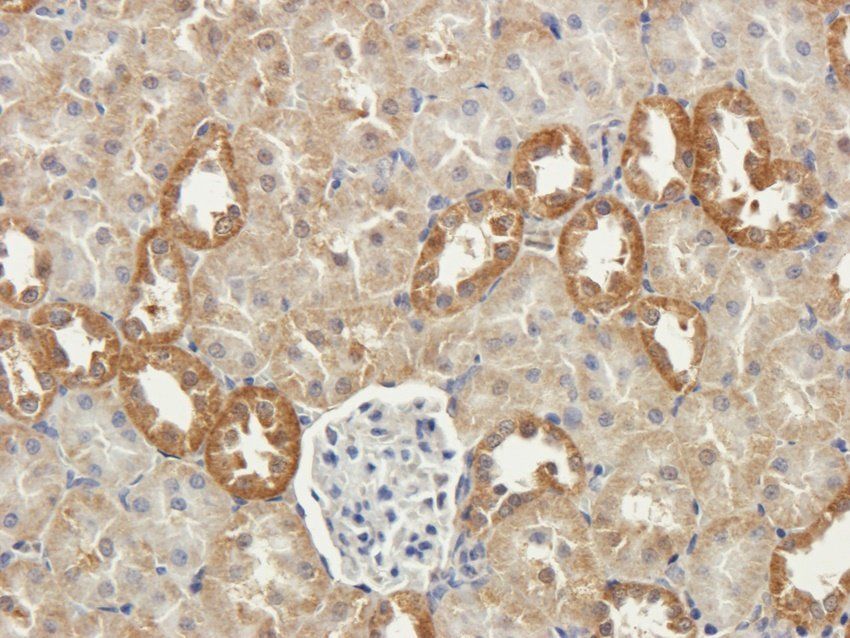 FZD9 Rabbit Polyclonal Antibody