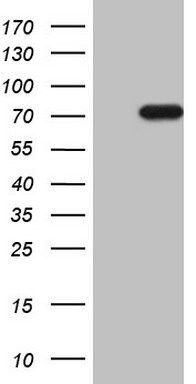 G CSF Antibody