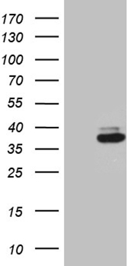GNA15 Antibody
