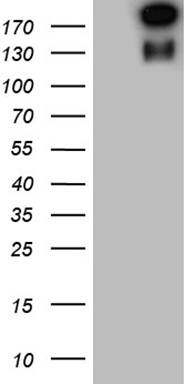 GNA15 Antibody
