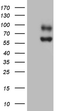 G protein alpha S Antibody
