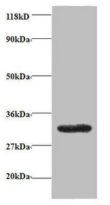 GPR161 Antibody