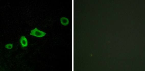 HTR5A Antibody