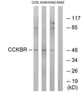 CCKBR Antibody