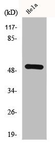 G3BP2 Antibody