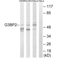G3BP2 Antibody