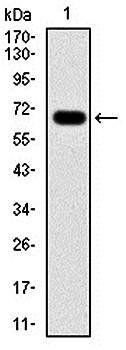 G6PD Antibody
