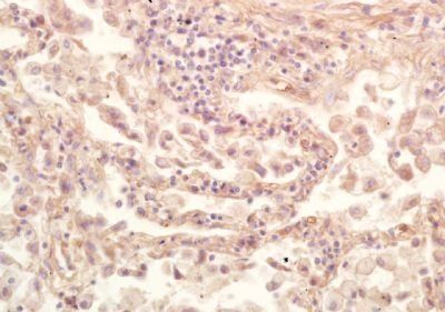 G protein alpha Inhibitor 2 Rabbit Polyclonal Antibody