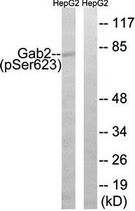 Gab2 (Phospho-Ser623) Antibody