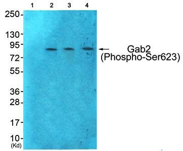 Gab2 (Phospho-Ser623) Antibody