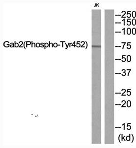 Gab2 (Phospho-Tyr452) Antibody