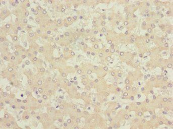 GABARAPL1 Antibody