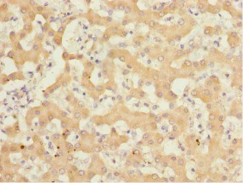 GABARAPL1 Antibody