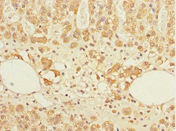 GABARAPL1 Antibody