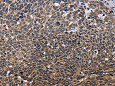 GADD45A Antibody
