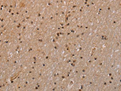 GADD45A Antibody