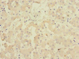 GADD45G Antibody