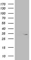 GALE Antibody