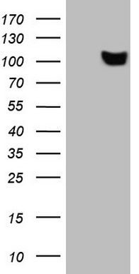Galectin 3 Antibody