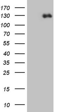 LGALS3 Antibody
