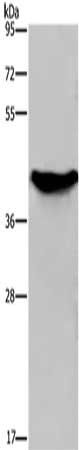 GALK1 Antibody