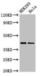 GALK1 Antibody