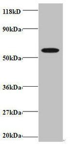 GABARAPL2 Antibody