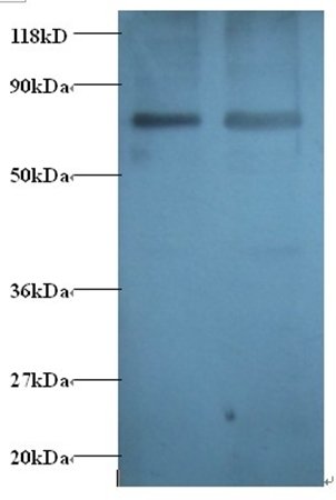 GABARAP Antibody (Biotin)