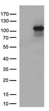 TUBGCP3 Antibody