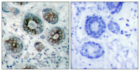 GAP43 Antibody