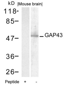 GAP43 Antibody