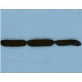 GAPDH Antibody