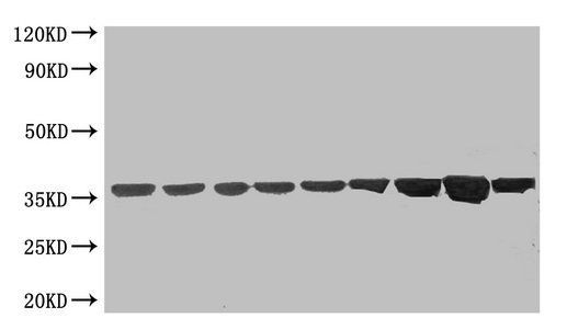GAPDH Antibody