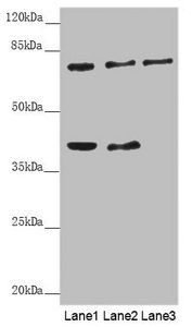 GAS2L1 Antibody