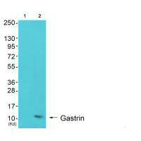 GAST Antibody