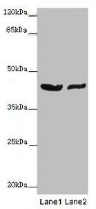 GATA1 Antibody