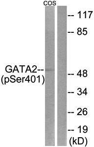 GATA2 (Phospho-Ser401) Antibody