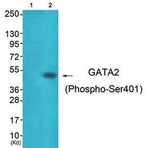 GATA2 (Phospho-Ser401) Antibody