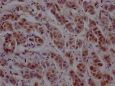 GATA3 Antibody