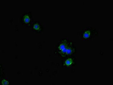 GCHFR Antibody